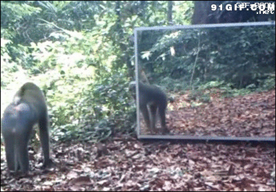 搞笑猴子图片大全:猴子,照镜子