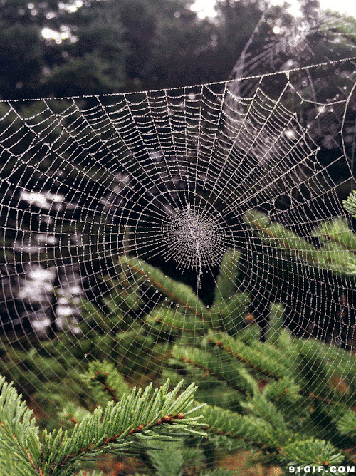 蜘蛛网图片大全:蜘蛛,织网