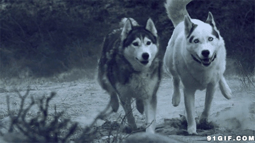 狼狗奔跑速度动态图:狼狗,野狼,恶狼