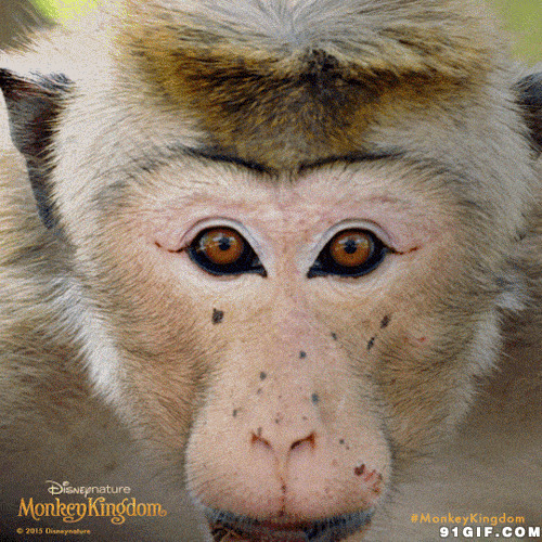 猴子表情:猴子