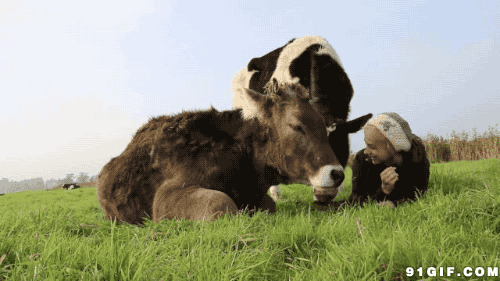 奶牛图片:奶牛