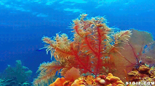 海底海草图片:海草,海底