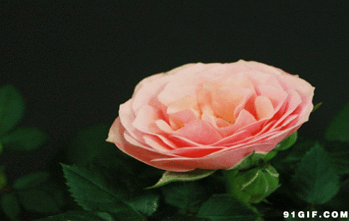 花开的动态图片:粉玫瑰,玫瑰花,开花