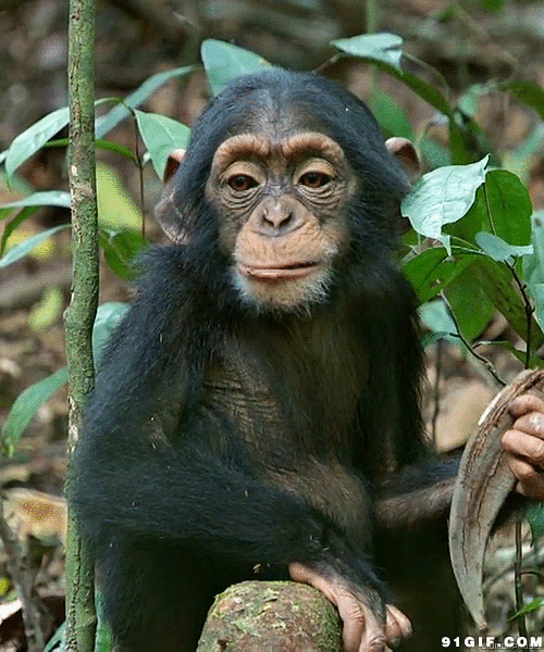 大猩猩吃东西图片