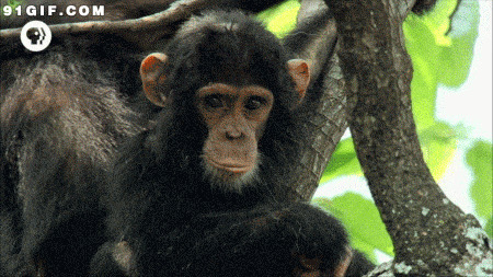 黑猩猩表情:猩猩