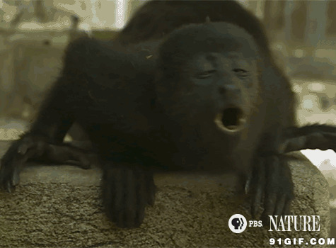 黑猩猩的表情:猩猩,猴子