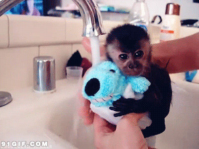 猴子洗澡图片