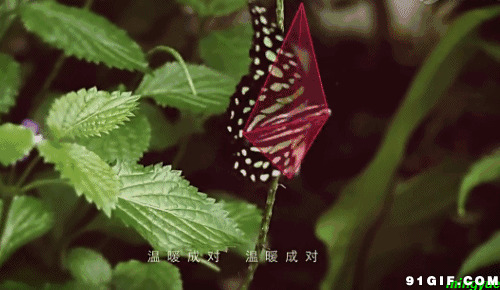 唯美蝴蝶飞舞图片