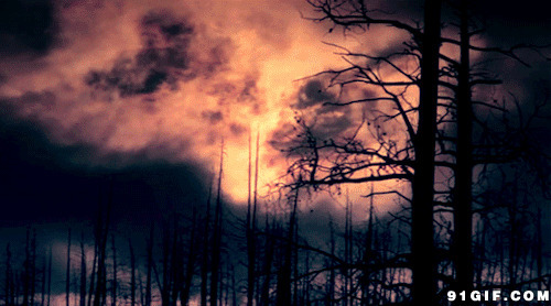 森林大火图片:大火,烧火,森林