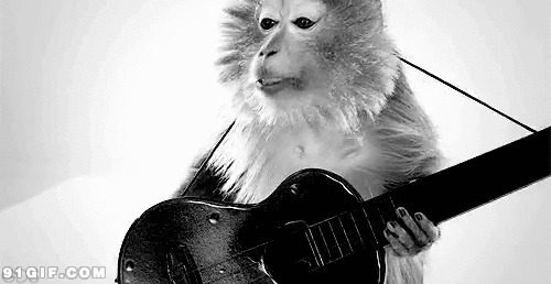猴子弹琴动态图:猴子,弹吉他