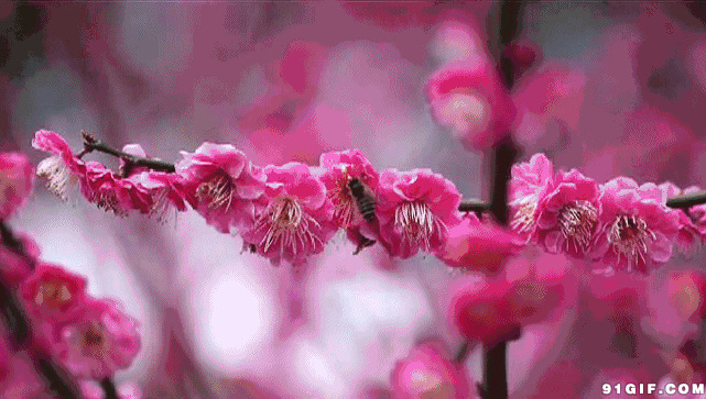 夏天蜜蜂采蜜的图片