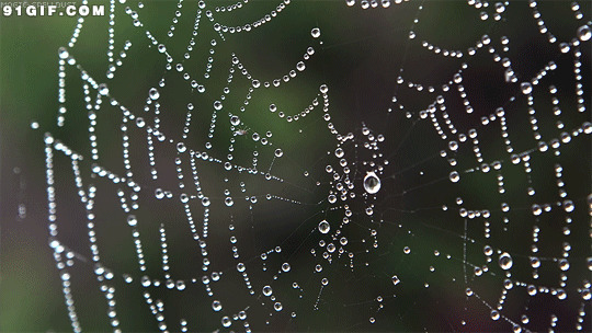 蜘蛛网创意图片:蜘蛛网,水珠,创意