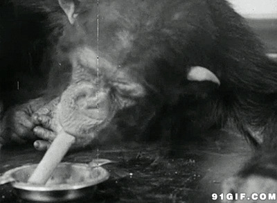 猩猩抽烟动态图:猩猩,抽烟