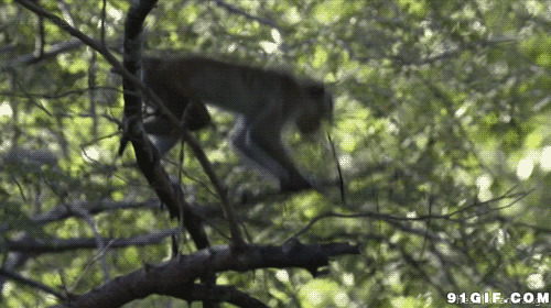 猴子在树上的图片