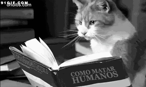 猫咪看书的图片