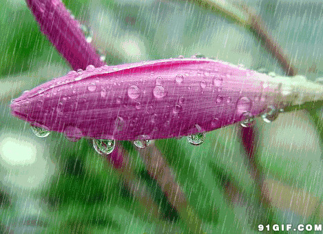 雨中小花图片:花朵,下雨