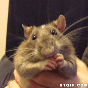 小老鼠可爱图片:老鼠,吃东西