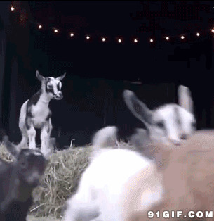 动物跳跃图片:跳跃,小鹿
