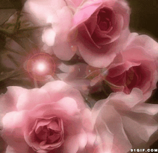 粉色玫瑰花图片:玫瑰花