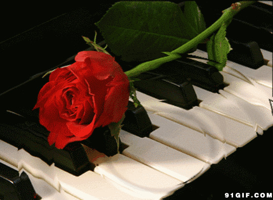 红玫瑰动态图片:玫瑰花,钢琴