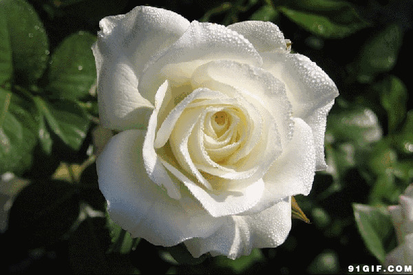 唯美鲜花图片:鲜花,玫瑰
