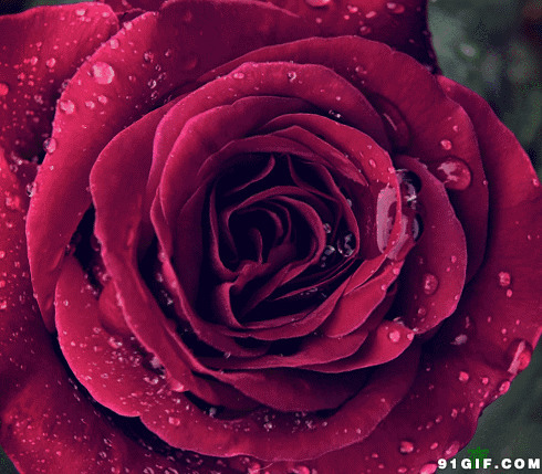 唯美花朵gif动态图:唯美,玫瑰花