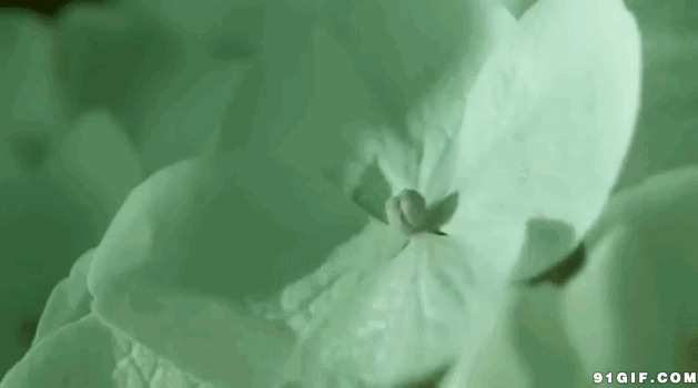水珠叶子图片:水珠,滴水