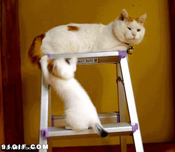 猫咪玩耍动态图:猫猫,尾巴