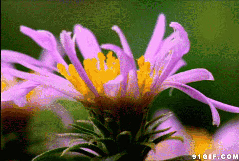 花开物语动态图:花开,开花