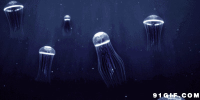 海底世界水母图片:水母