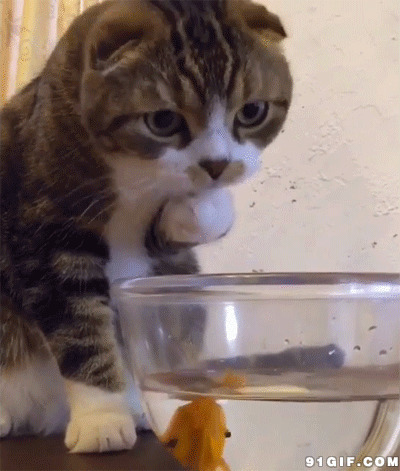 小猫抓鱼动态图:猫猫,抓鱼