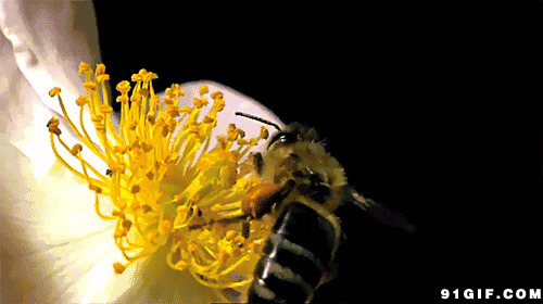 小蜜蜂采花蜜图片:蜜蜂,采蜜