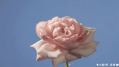 开花玫瑰花动态图片:玫瑰花,粉玫瑰