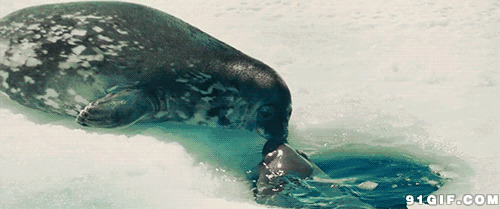 海豚动态图片大全:海豚