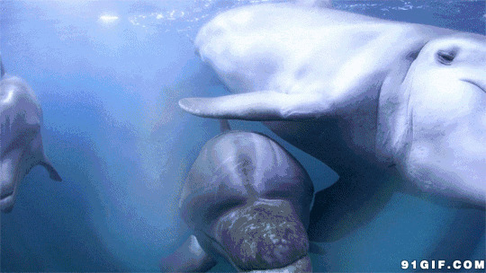 大海海豚图片:海豚,海底