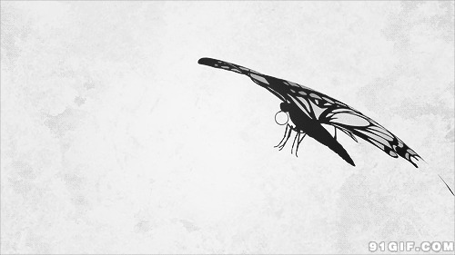 蝴蝶飞舞动画制作图片:蝴蝶,黑白