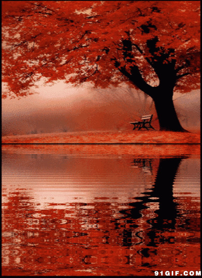 红枫叶树唯美图片