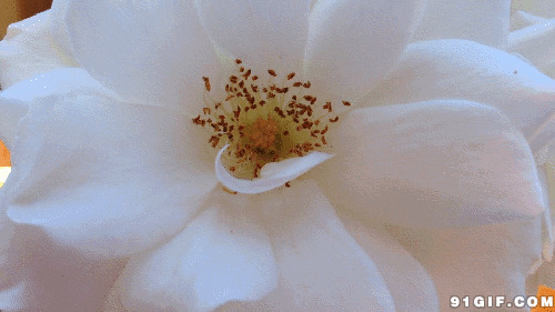 白色百合图片:白色,花朵,花蕊,茶花