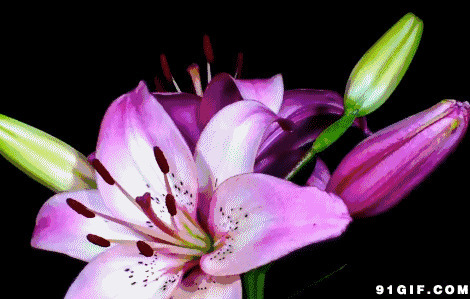 花开gif图片:花开,开花,花朵