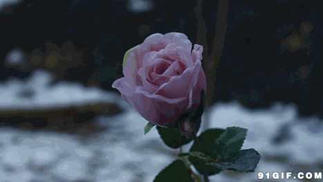 滴血玫瑰图片:玫瑰,玫瑰花,滴血,恐怖