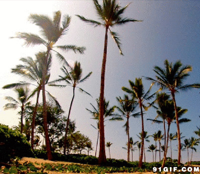 海边椰树景色图片:椰子树,椰树,风吹