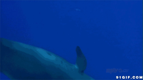 海底大鲨鱼图片