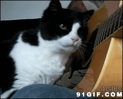猫猫搞笑的动态图片:猫猫,搞笑