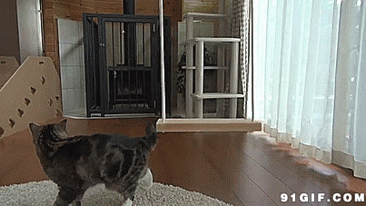 猫咪玩秋千图片