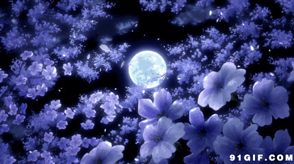 月夜花瓣飘落图片