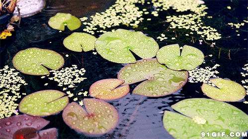 夏天的池塘图片:池塘,唯美