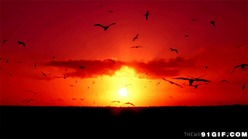 海鸥在晚霞飞翔的图片:海鸥,晚霞,黄昏