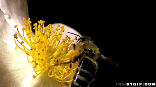 蜜蜂采蜜高清图片