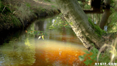 林中小河动态图:森林,河水,唯美