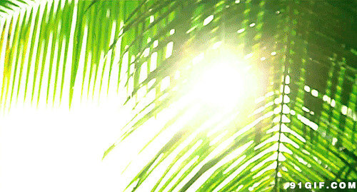 太阳光线图片:太阳光,光线,叶子,绿叶